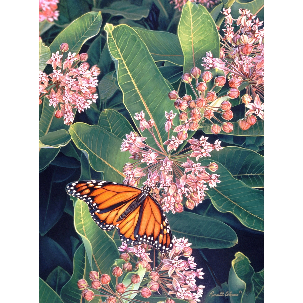 Monarch on Milkweed 1000 Piece Puzzle