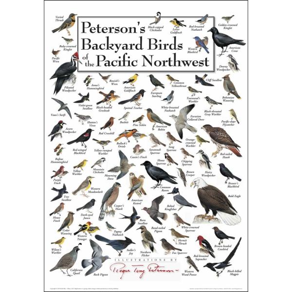Petersons Backyard Birds of Pacific Northwest Poster