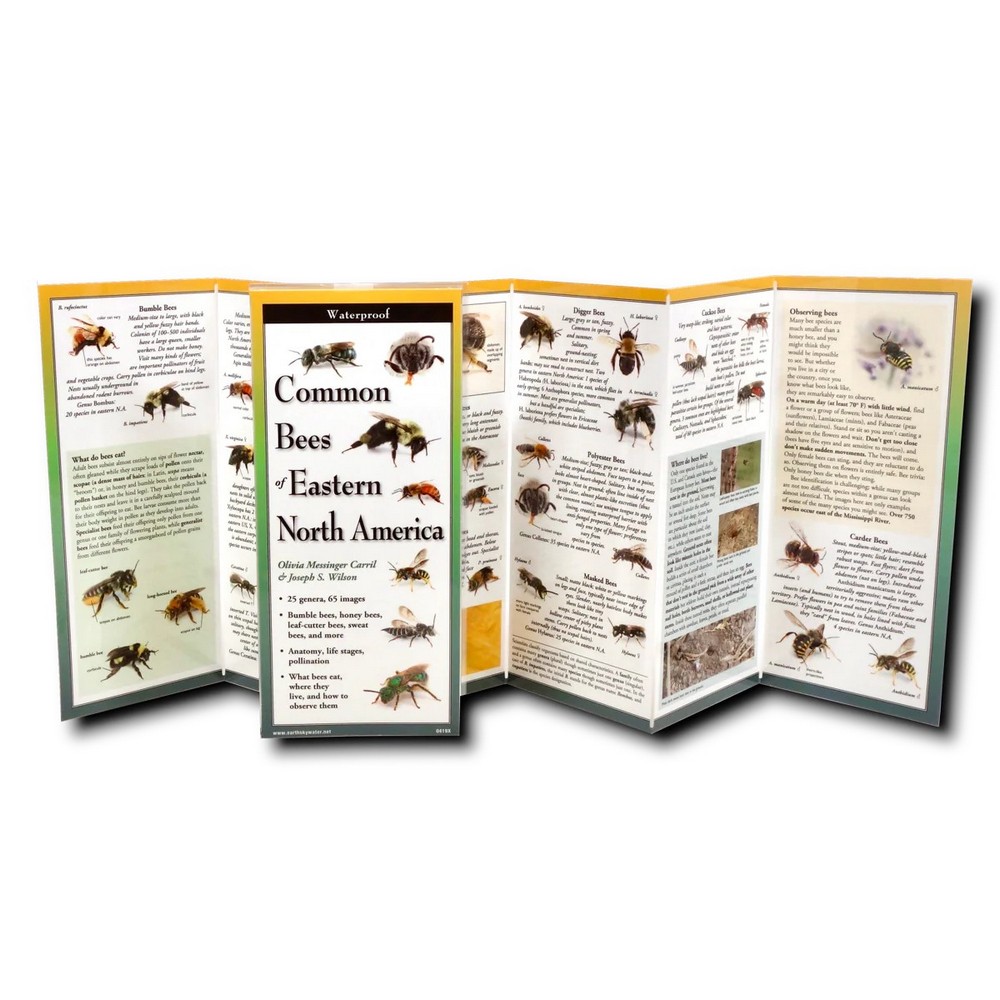 Common Bees of Eastern North America Folding Guide