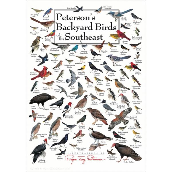 Petersons Backyard Birds of Southeast Poster