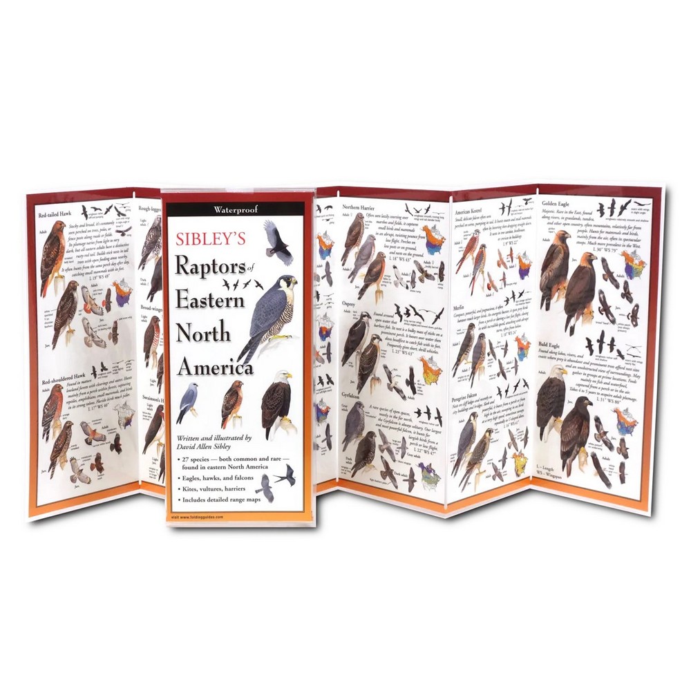 Sibleys Raptors Eastern North America