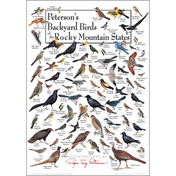 Petersons Backyard Birds of the Rocky Mountains Poster