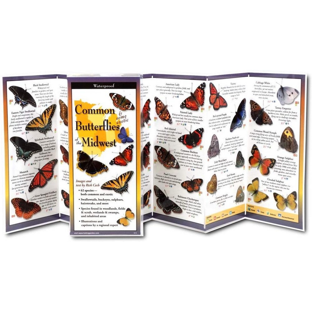 Common Butterflies of the Midwest