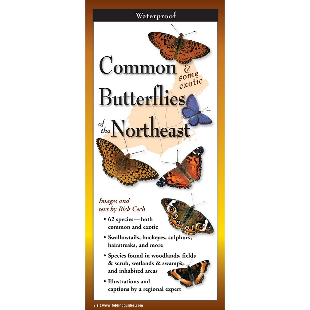 Common Butterflies of the Northeast