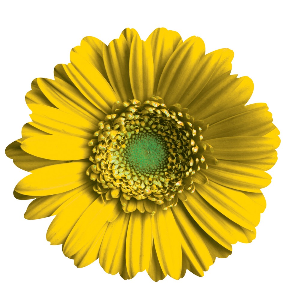 Yellow Gerber Daisy Wall Art