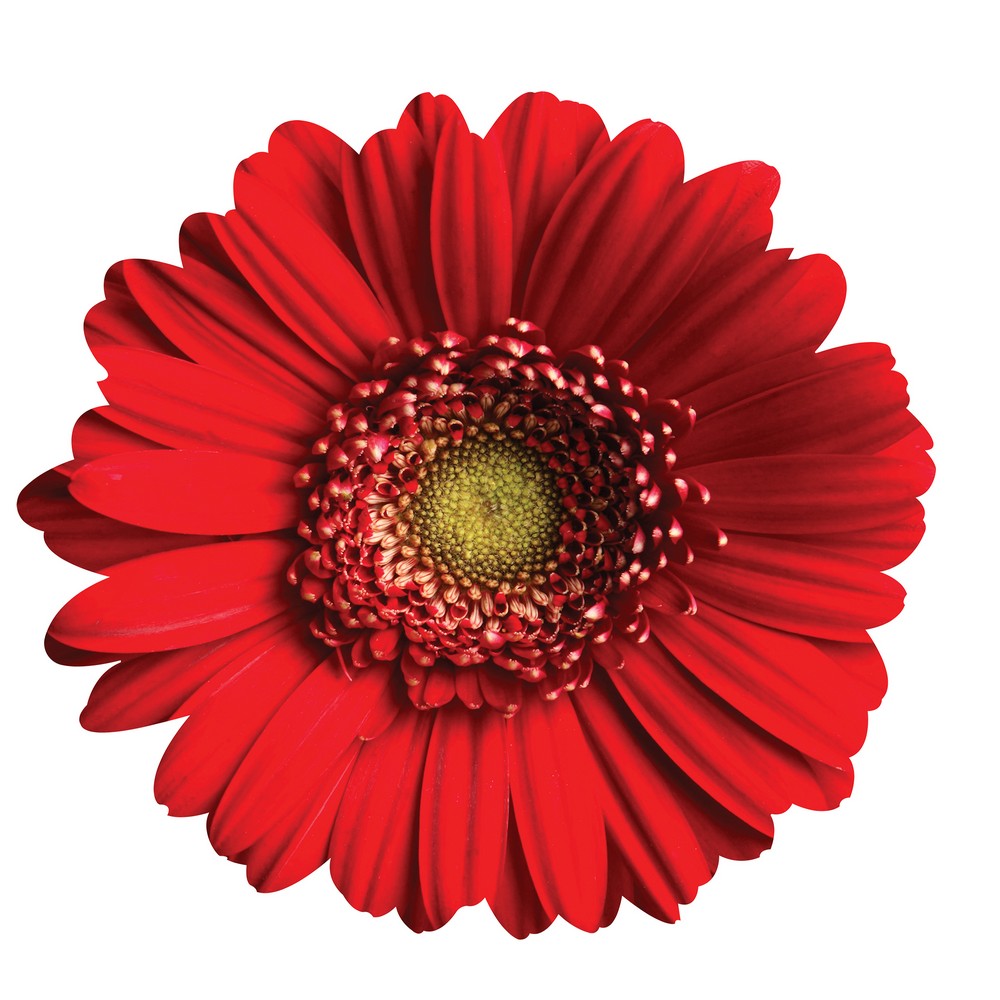 Red Gerder Daisy Wall Art