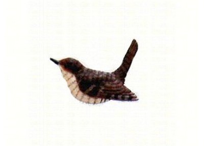Wren Magnet